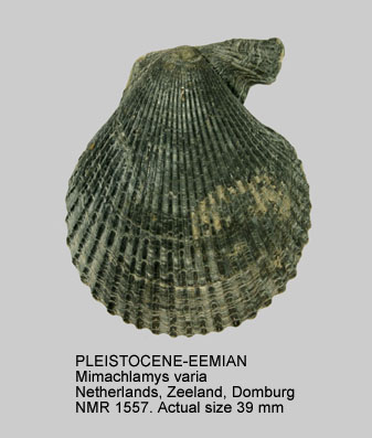 PLEISTOCENE-EEMIAN Mimachlamys varia.jpg - PLEISTOCENE-EEMIAN Mimachlamys varia (Linnaeus,1758)